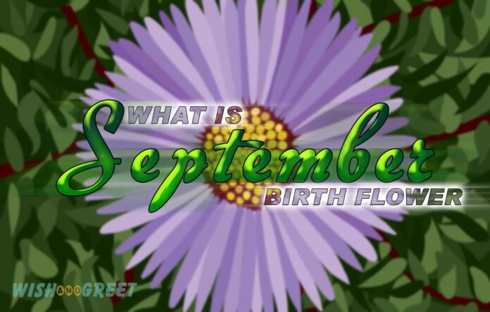 september-birth-flower