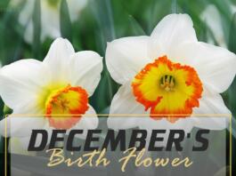 december birth flower