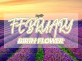 February Birth Flower